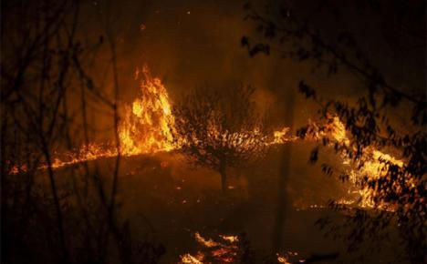 España: Un Estado fallido impotente ante los incendios. Muertos, heridos, animales abrasados, destrucción... Españoles ¿seguimos sin hacer nada?