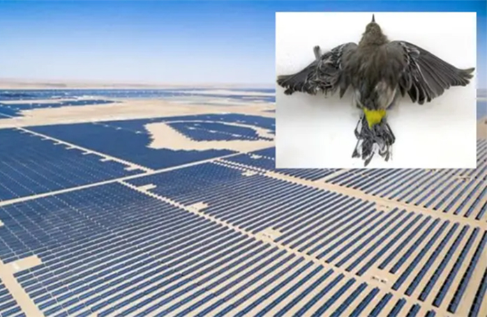 La agenda verde: Los parques fotovoltaicos causarán la muerte de más de 17 millones de aves al año. La alianza bancaria cero-neto (NZBA) echa el cierre en un fracaso estrepitoso