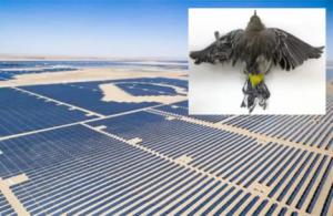 La agenda verde: Los parques fotovoltaicos causarán la muerte de más de 17 millones de aves al año. La alianza bancaria cero-neto (NZBA) echa el cierre en un fracaso estrepitoso